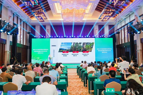 海南大葉茶 山茶家族的新成員，熱帶雨林的獨特饋贈